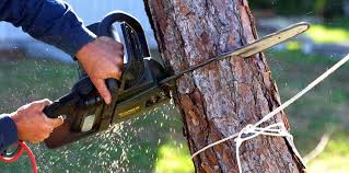 Why Choose Our Tree Removal Services in Comstock Park, MI?