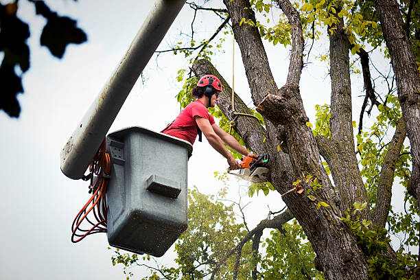 Best Tree Risk Assessment  in Comstock Park, MI